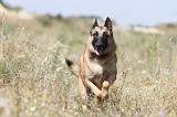 MALINOIS 341